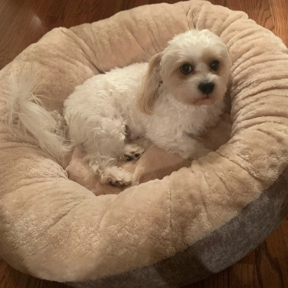 Preloved 32” Dog Bed